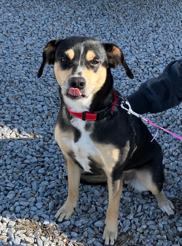 Moore's Rescue Ranch – Moore’s Rescue Ranch for handicapped dogs and cats