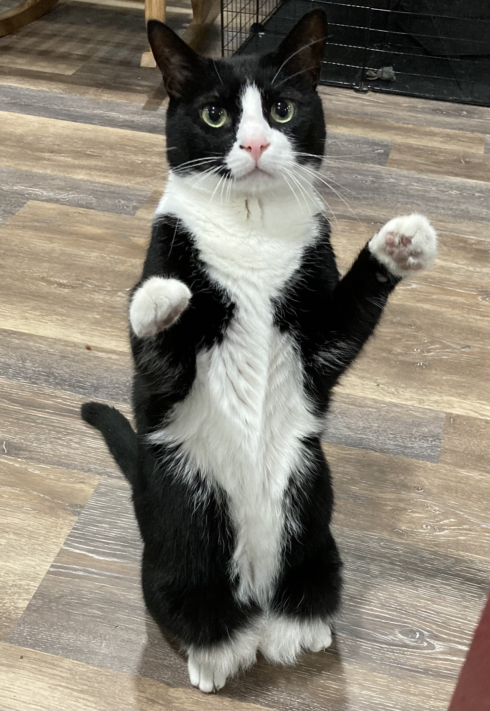 Adopt – Moores Rescue Ranch