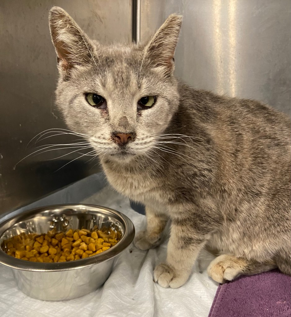 Adopt – Moores Rescue Ranch
