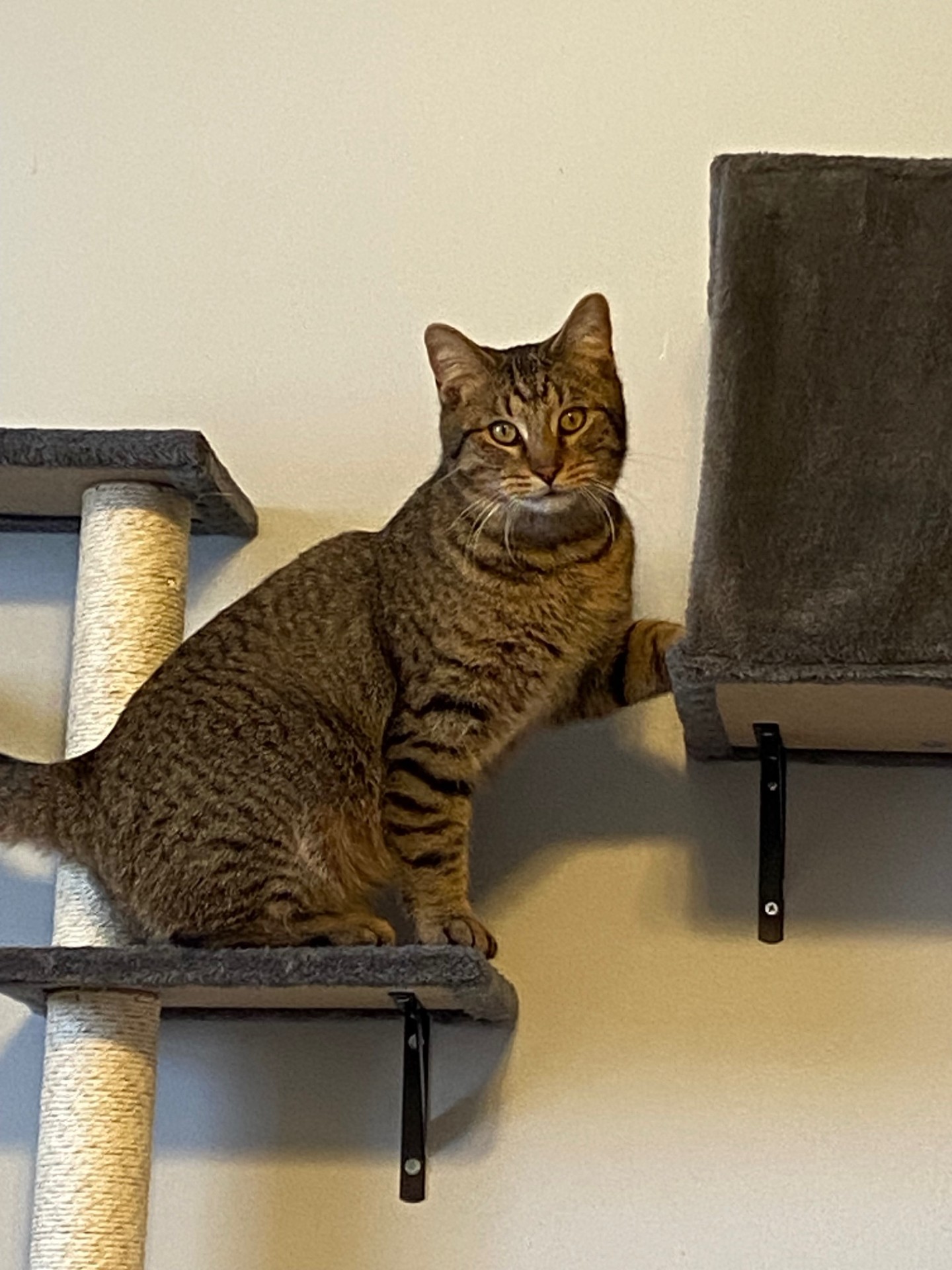 Moore's Rescue Ranch – Moore’s Rescue Ranch for handicapped dogs and cats