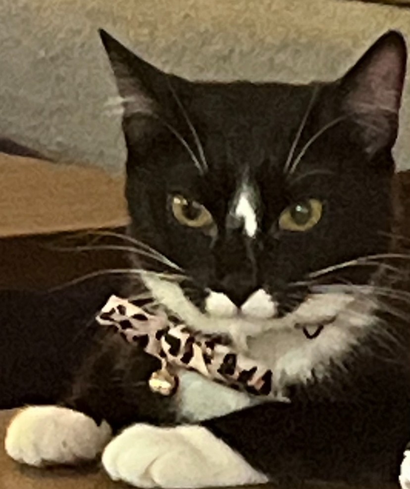 Moore's Rescue Ranch – Moore’s Rescue Ranch for handicapped dogs and cats