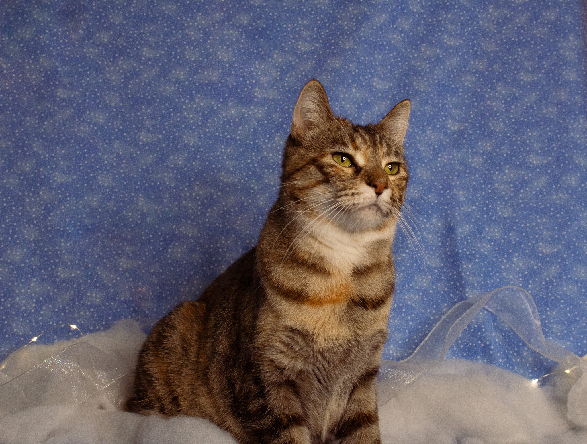 The Kitty Crib – Moore's Rescue Ranch