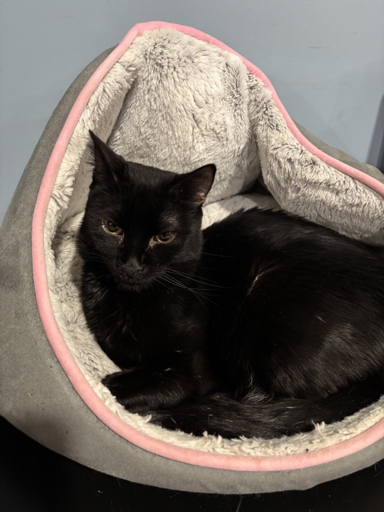 Moore's Rescue Ranch – Moore’s Rescue Ranch for handicapped dogs and cats