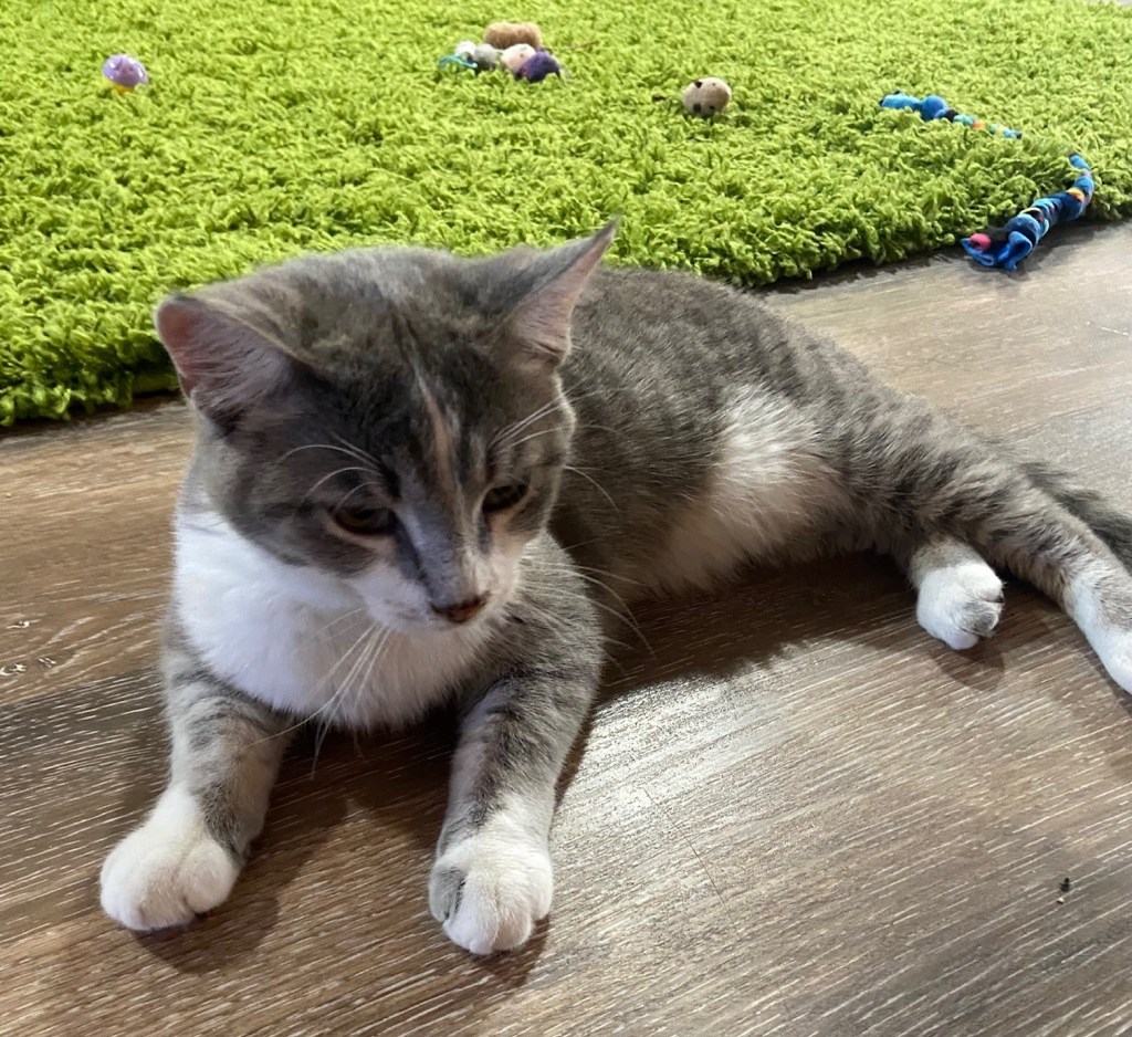 Moore's Rescue Ranch – Moore’s Rescue Ranch for handicapped dogs and cats