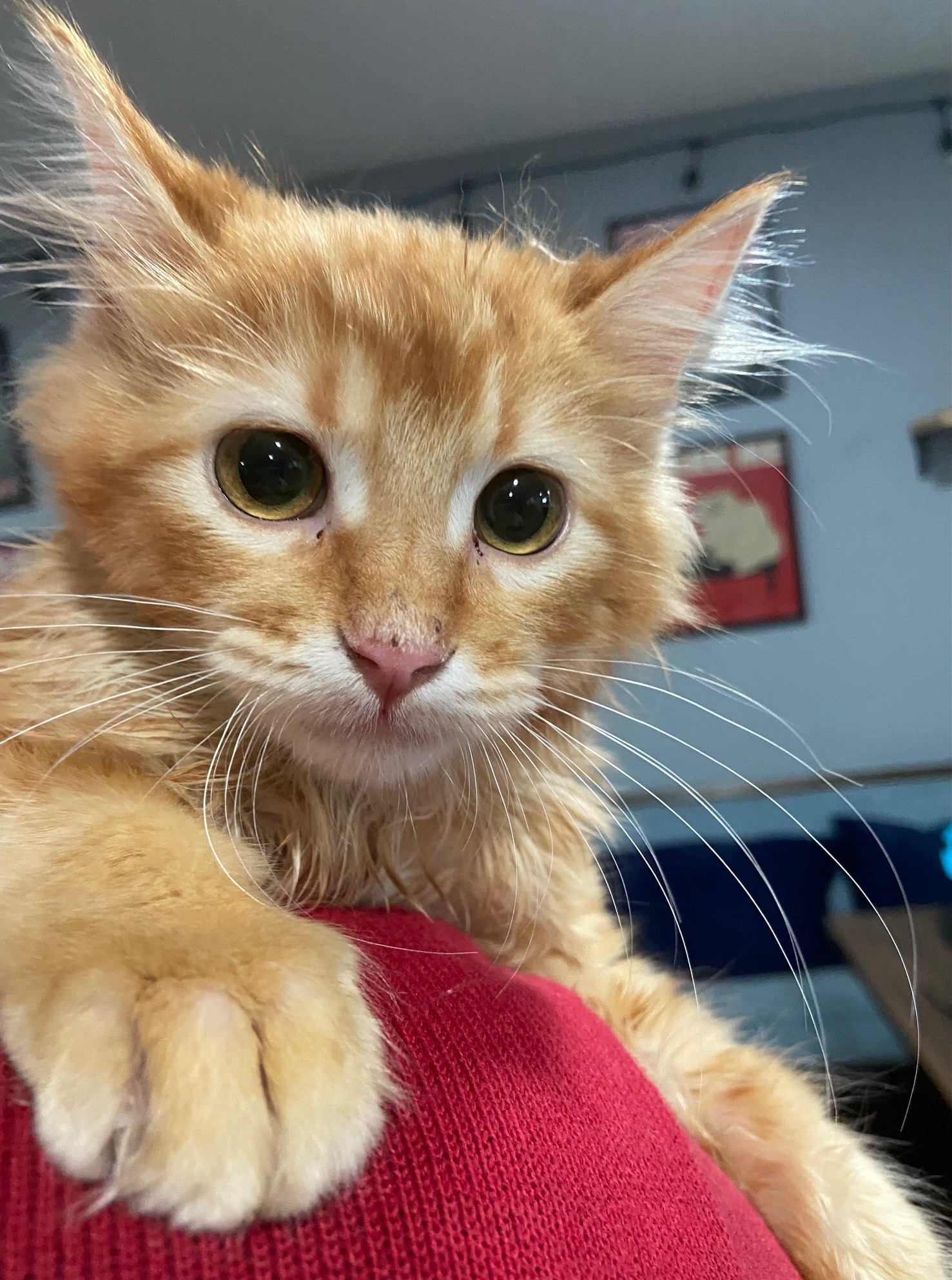 Lee 4 months – Moore's Rescue Ranch