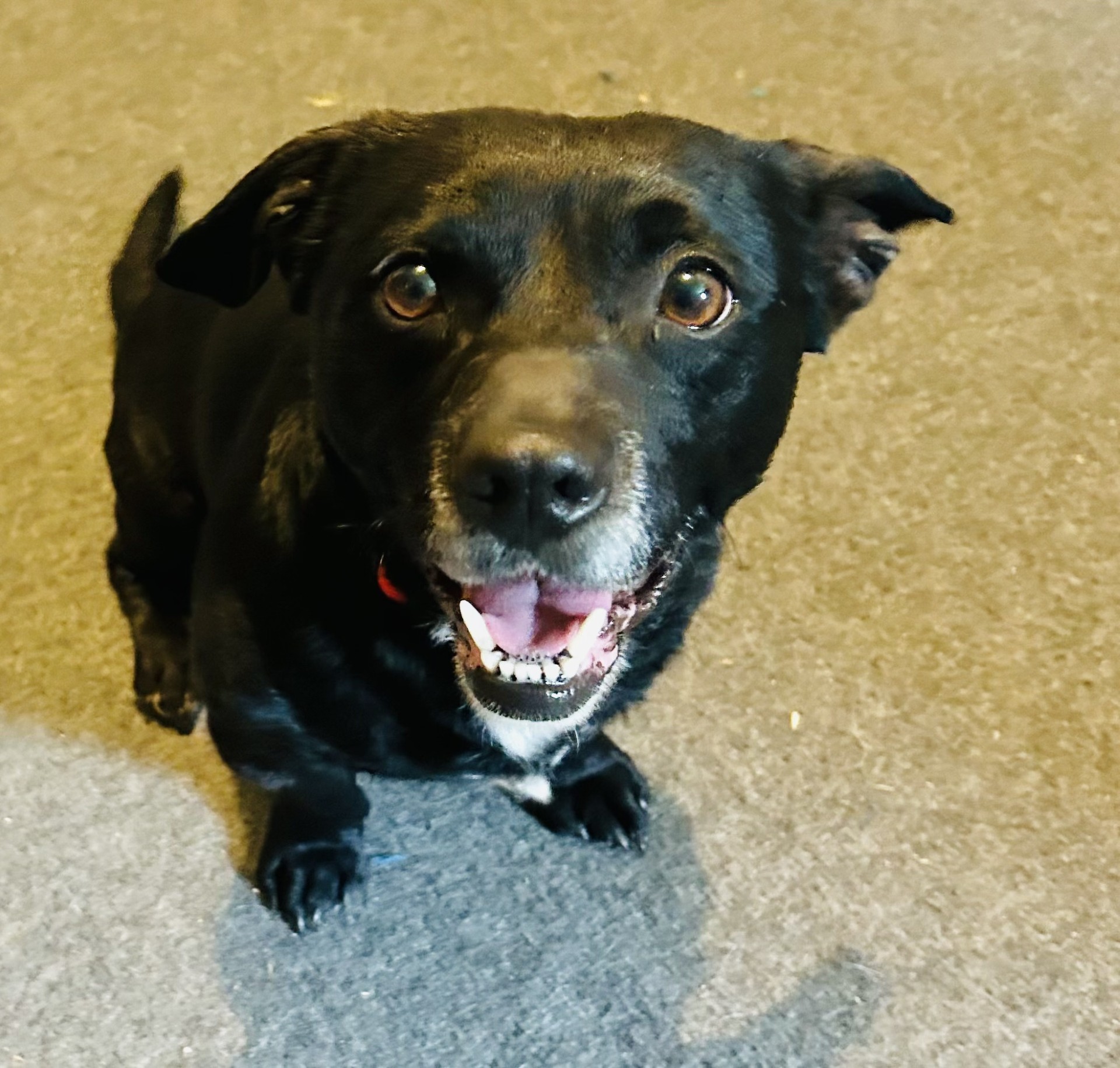Moore's Rescue Ranch – Moore’s Rescue Ranch for handicapped dogs and cats