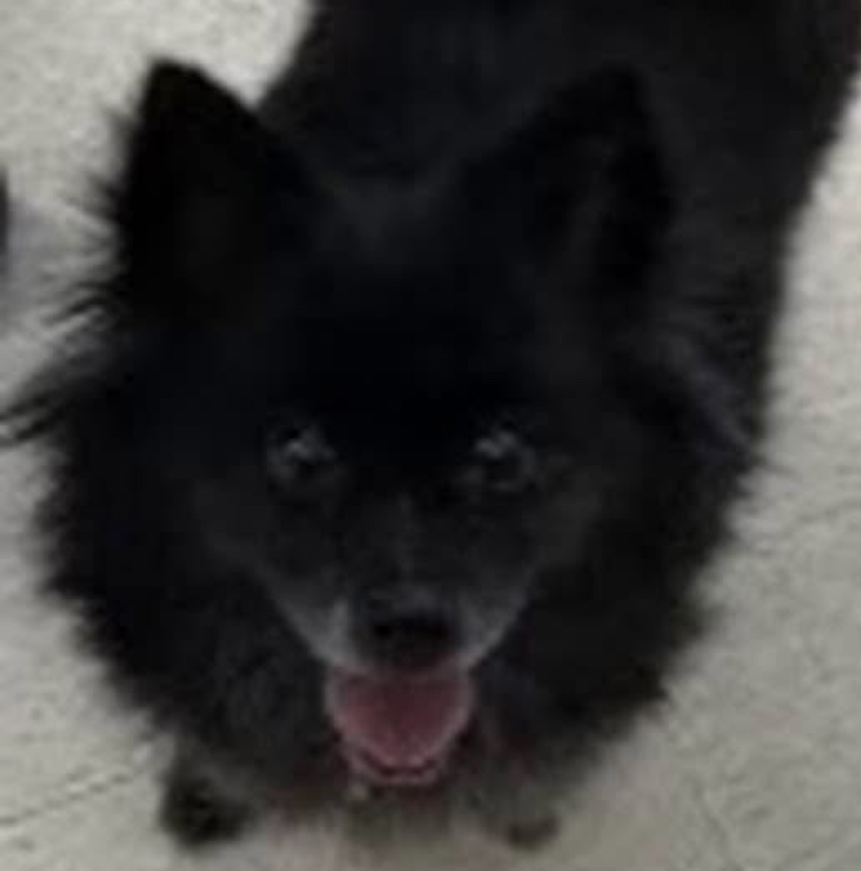 Buffy – Moore's Rescue Ranch