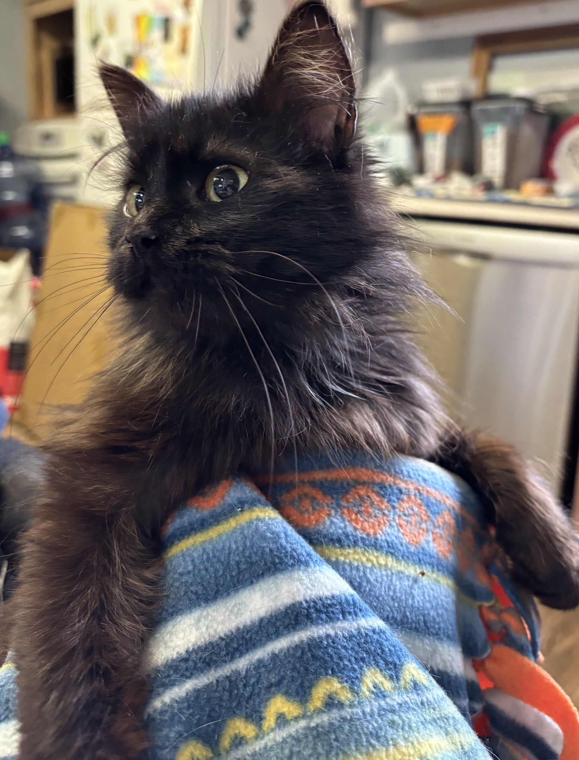 Moore's Rescue Ranch – Moore’s Rescue Ranch for handicapped dogs and cats