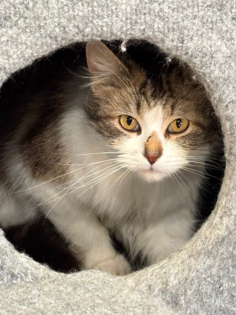 Moore's Rescue Ranch – Moore’s Rescue Ranch for handicapped dogs and cats