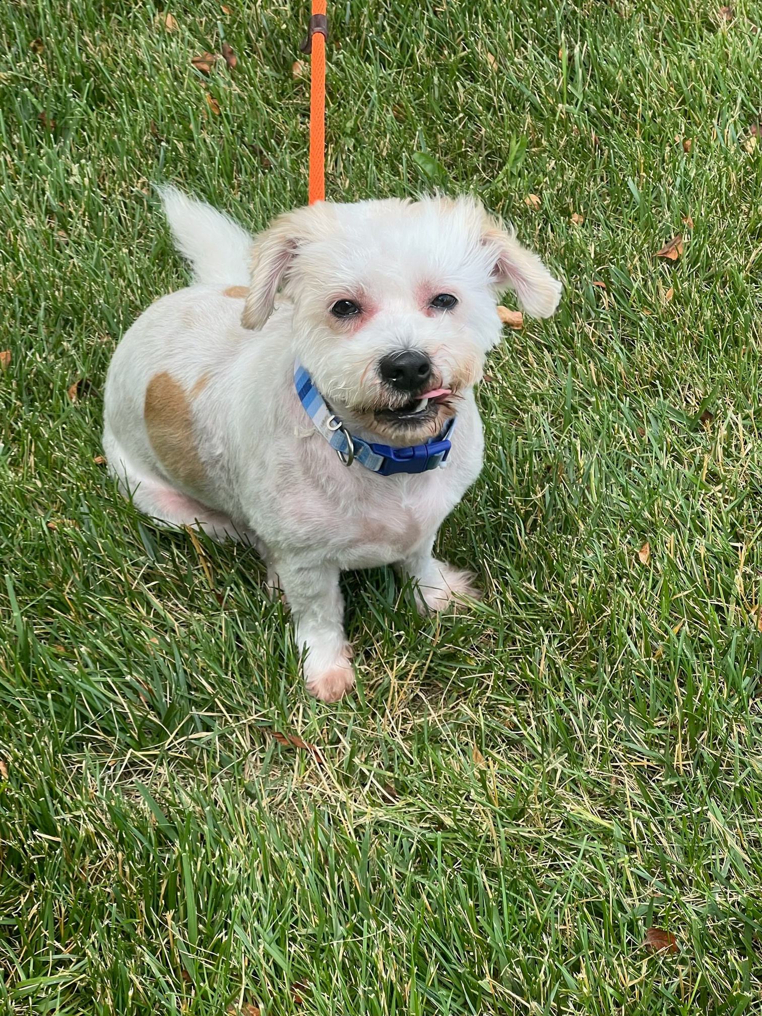 Moore's Rescue Ranch – Moore’s Rescue Ranch for handicapped dogs and cats