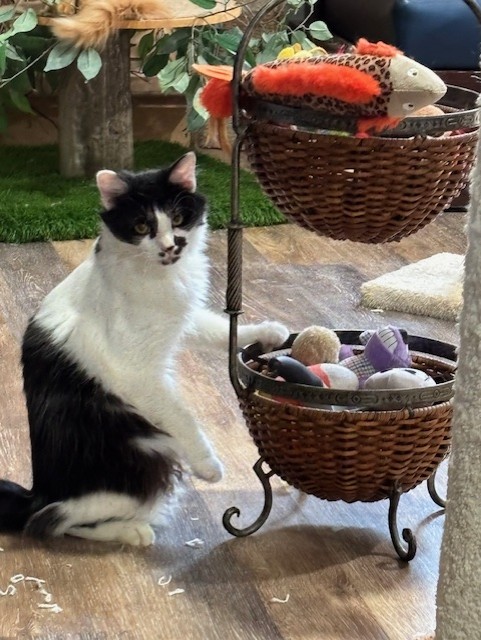 Moore's Rescue Ranch – Moore’s Rescue Ranch for handicapped dogs and cats