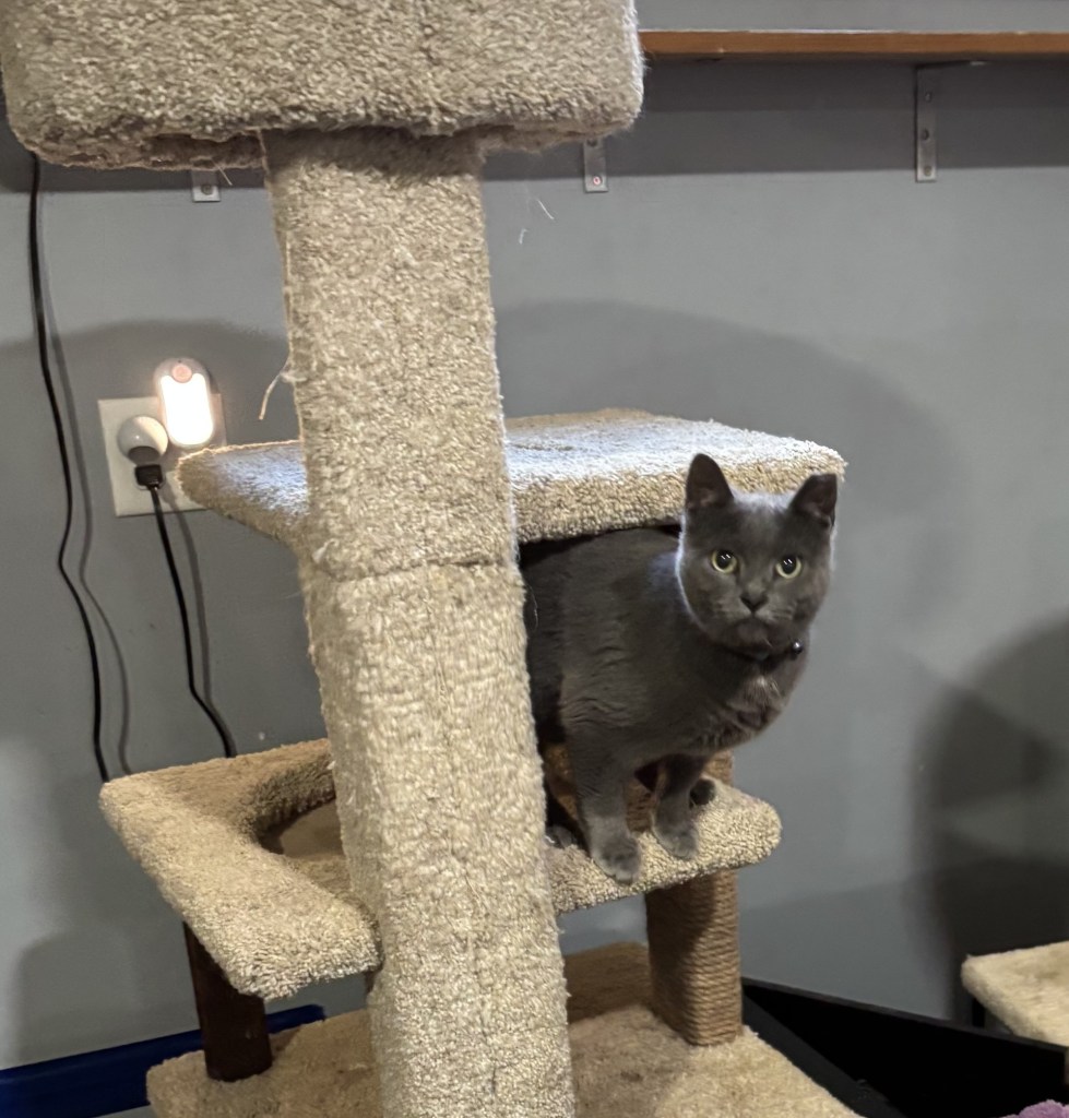 Luna2 with blue collar