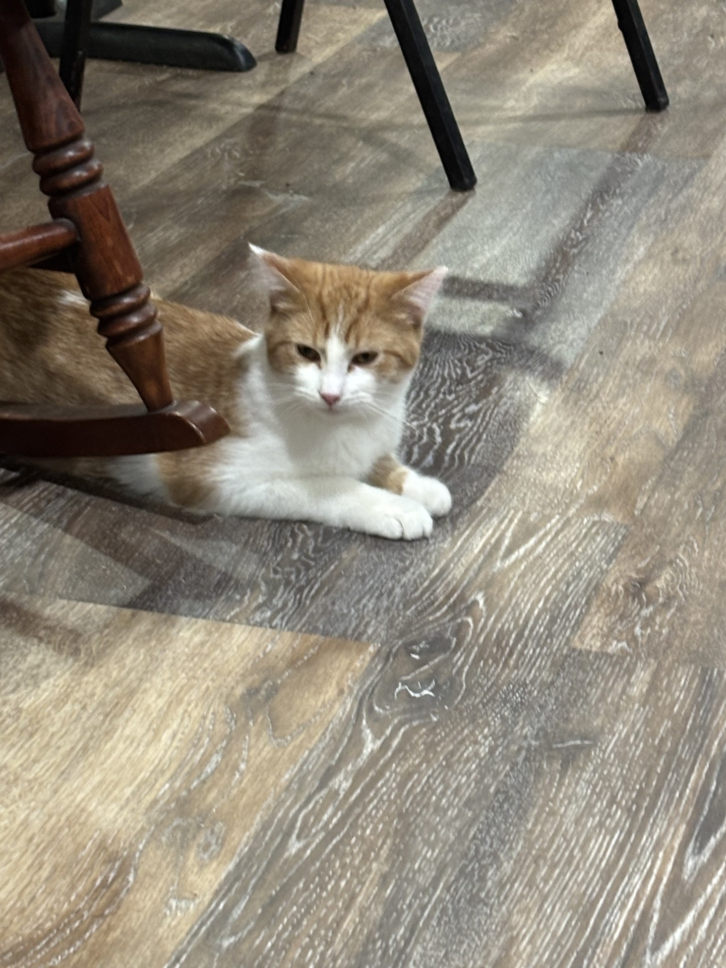 Jason – Moore's Rescue Ranch