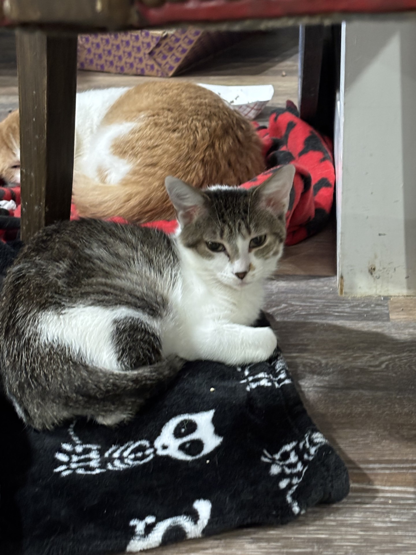 Carly four months old