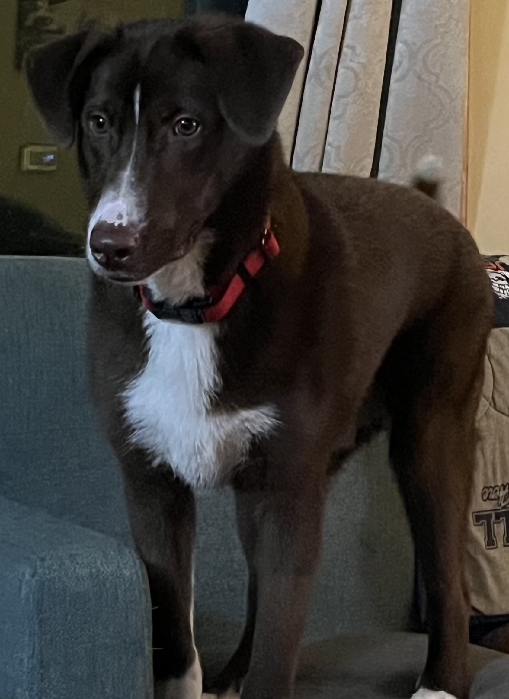 Apollo