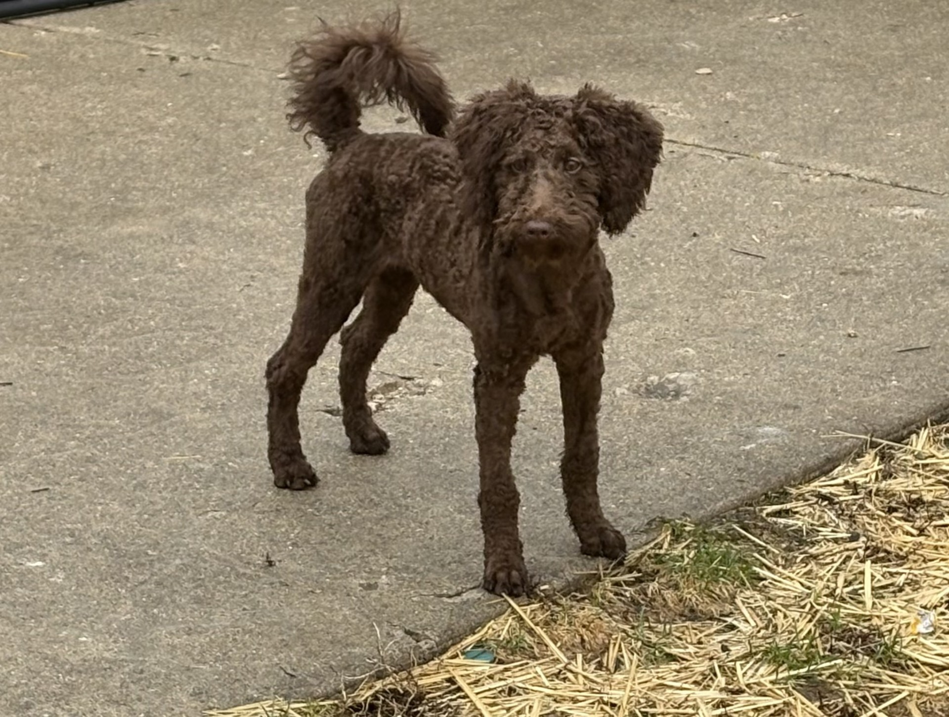 Bella is a 3 month old Doddle