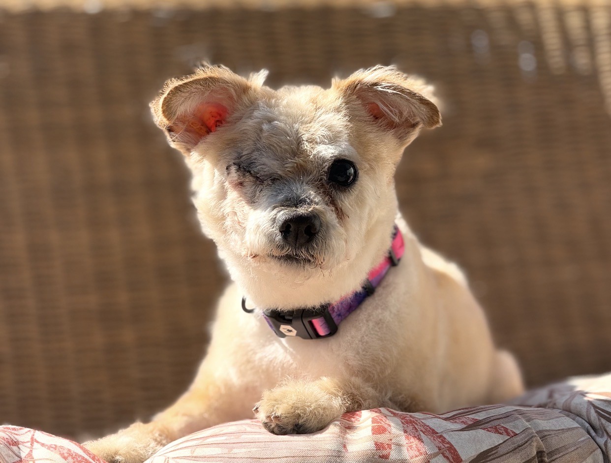 Melvin after eye is removed